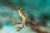 Algae octopus (Abdopus aculeatus) Bunaken, Sulawesi, Indonesia