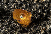Tropical bottletail squid (Sepiadarim kochi), Lembeh, Indonesia