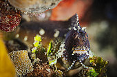 Portrait of a starry blenny (Salarias ramosus), Lembeh, Indonesia