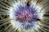 Detail of Sea Anemone