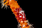 Porcelain crab on whip coral, Lembeh, Indonesia