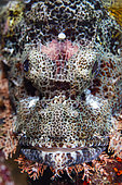 Papuan scorpionfish (Scorpaenopsis papuensis), Lembeh, Indonesia