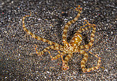 Wonderpus octopus (Wunderpus photogenicus), Lembeh Strait, Sulawesi, Indonesia