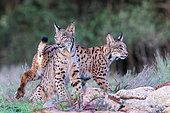Iberian Lynx or Spanish Lynx or Lynx pardelle (Lynx pardinus), sitting, private property, Province of Toledo, Autonomous Community of Castilla-La Mancha, Spain