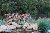 Iberian Lynx or Spanish Lynx or Lynx pardelle (Lynx pardinus), nearby a water hole, private property, Province of Toledo, Autonomous Community of Castilla-La Mancha, Spain, Europe