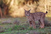Iberian Lynx or Spanish Lynx or Lynx pardelle (Lynx pardinus), walking, private property, Province of Toledo, Autonomous Community of Castilla-La Mancha, Spain, Europe