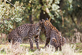 Iberian Lynx or Spanish Lynx or Lynx pardelle (Lynx pardinus), Two youngsters of the year play and simulate a fight, private property, Province of Toledo, Autonomous Community of Castilla-La Mancha, Spain, Europe