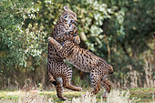 Iberian Lynx or Spanish Lynx or Lynx pardelle (Lynx pardinus), Two youngsters of the year play and simulate a fight, private property, Province of Toledo, Autonomous Community of Castilla-La Mancha, Spain, Europe