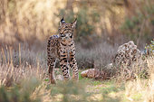 Iberian Lynx or Spanish Lynx or Lynx pardelle (Lynx pardinus), walking, private property, Province of Toledo, Autonomous Community of Castilla-La Mancha, Spain, Europe