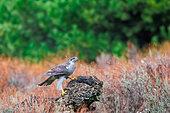 Northern goshawk (Astur gentilis formerly Accipiter gentilis), sitting, Province of Toledo, Talavera, Spain, Europe
