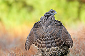 Northern goshawk (Astur gentilis formerly Accipiter gentilis), sitting, protecting his prey, Province of Toledo, Talavera, Spain,Europe