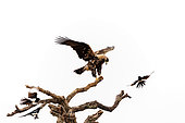 Spanish Eagle (Aquila adalberti), perched on a branch, with magpies harassing it, Talavera, Toledo Province, Spain, Europe