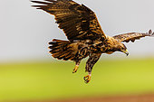 Spanish Eagle (Aquila adalberti), in flight, Talavera, Toledo Province, Spain, Europe