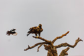 Spanish Eagle (Aquila adalberti), perched on a branch, Talavera , Toledo Province, Spain, Europe
