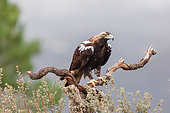 Spanish Eagle (Aquila adalberti), perched on a branch, Talavera , Toledo Province, Spain, Europe