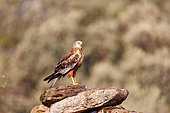 Western marsh harrier (Circus aeruginosus) ), 2nd year male, resting on a rock, Navarre, Spain