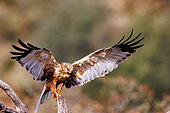 Western marsh harrier (Circus aeruginosus) ), 2nd year male, landing, Navarre, Spain