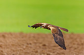 Western marsh harrier (Circus aeruginosus), in flight, Talavera, Province of Toledo, Spain, Europe