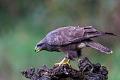 Common Buzzard (Buteo buteo), sitting, Talavera, Province of Toledo, Spain, Europe