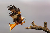 Red Kite (Milvus milvus), in flight, Talavera, Toledo Province, Spain, Europe