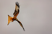 Red Kite (Milvus milvus), in flight, Talavera, Toledo Province, Spain, Europe