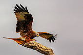 Red Kite (Milvus milvus), in flight, Talavera, Toledo Province, Spain, Europe