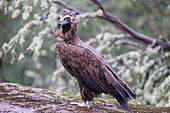 Cinereous vulture also known as the black vulture, monk vulture and Eurasian black vulture.(Aegypius monachus) in a feeding place, Talavera, Province of Toledo, Spain