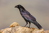 Common Raven (Corvus corax),on the ground, Talavera, Province of Toledo, Spain, Europe