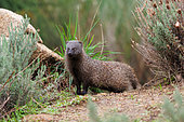 Ichneumon mongoose (Herpestes ichneumon), Egyptian mongoose, Talavera, Province of Toledo, Spain, Europe