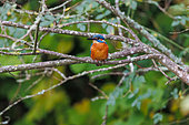 European Kingfisher (Alcedo athis), perched on a branch, Riano, Province of Leon, Community of Castile and Leon, Spain