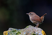 Eurasian wren (Troglodytes troglodytes), in an undergrowth, Riano, Province of Leon, Community of Castile and Leon, Spain
