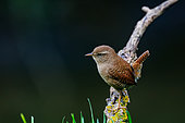 Eurasian wren (Troglodytes troglodytes), in an undergrowth, Riano, Province of Leon, Community of Castile and Leon, Spain