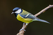 Great Tit (Parus major), on a branch, Riano, Province of Leon, Community of Castile and Leon, Spain