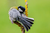 Great Tit (Parus major), on a branch, Bird sick, Riano, Province of Leon, Community of Castile and Leon, Spain