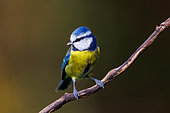 Blue Tit (Cyanistes caeruleus), on a branch, Riano, Province of Leon, Community of Castile and Leon, Spain