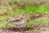 Skylark (Alauda arvensis) perched on the ground, Talavera, Toledo Province, Spain, Europe