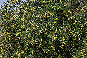 Olive fields with olives before harvesting, Talavera, Province of Toledo, Spain, Europe