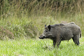 Eurasian wild boar (Sus scrofa) in the grass, Ardennes, Belgium