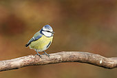 Blue tit (Cyanistes caeruleus) on a branch, Ardennes, Belgium