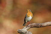 European robin (Erithacus rubecula) on a branch, Ardennes, Belgium