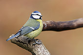 Blue tit (Cyanistes caeruleus) on a branch, Ardennes, Belgium