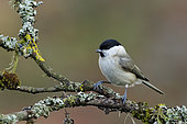 Marsh tit (Poecile palustris) on a branch, Ardennes, Belgium