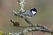 Coal tit (Periparus ater) on a branch, Ardennes, Belgium