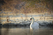Mute swan (Cygnus olor) on the water in winter, Netherlands
