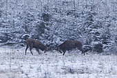 Red deer (Cervus elpahus), Friendly fight in a snowy clearing, Ardennes, Belgium