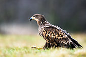 White-tailed Eagle (Haliaeetus albicilla) walking in the grass, Poland.