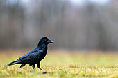 Raven (Corvus corax) standing in the grass. Poland.