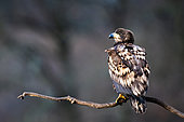 White-tailed Eagle (Haliaeetus albicilla) on a branch, Poland.