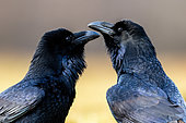 Portrait of two ravens (Corvus corax). Poland.