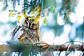 Long-eared Owl (Asio otus) on a branch. Slovakia.